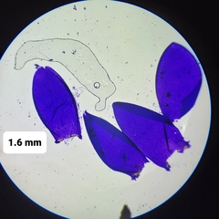Sphagnum platyphyllum