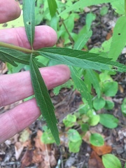 Brickellia eupatorioides texana