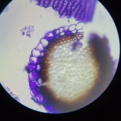 Sphagnum platyphyllum