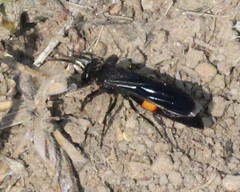 Stizoides renicinctus