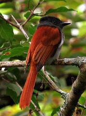 Terpsiphone viridis plumbeiceps