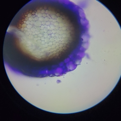 Sphagnum platyphyllum