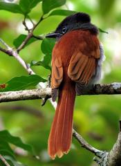 Terpsiphone viridis plumbeiceps