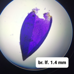 Sphagnum platyphyllum