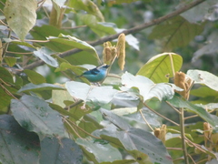 Tangara labradorides