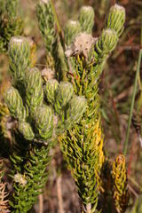 Phylica harveyi