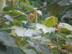 Tangara labradorides