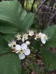 Crataegus irrasa