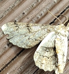 Hypomecis punctinalis