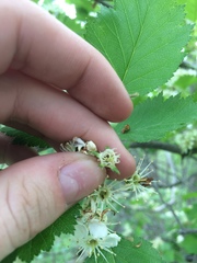 Crataegus irrasa