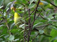 Zosterops virens virens