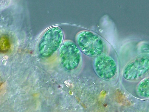 Representative image of Glaucocystales