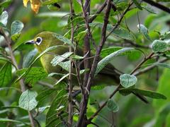 Zosterops virens virens