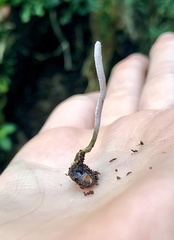 Ophiocordycipitaceae