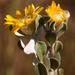Oedera rotundifolia - Photo (c) Nick Helme, algunos derechos reservados (CC BY-SA), subido por Nick Helme