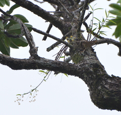 Dendrobium finetianum