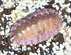 Rhyssoplax polita