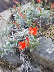 Epilobium septentrionale
