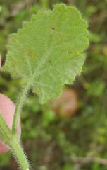 Salvia repens repens