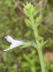 Salvia repens repens