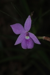 Dimerandra emarginata