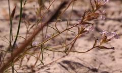 Polycarena lilacina lilacina