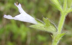 Salvia repens repens