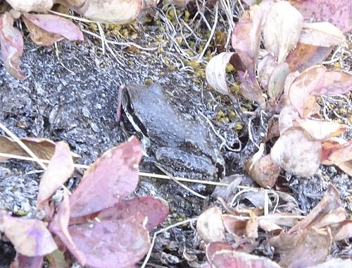 iNaturalist observation photo of Pacific chorus frog