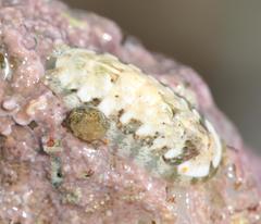 Ischnochiton oniscus