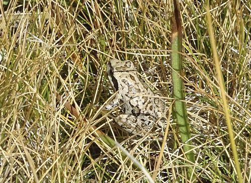 iNaturalist observation photo of Pacific chorus frog