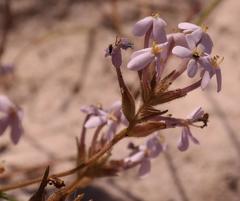 Polycarena lilacina lilacina