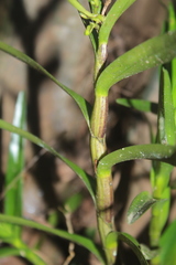 Dimerandra emarginata