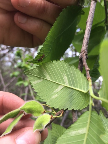rock elm (Ulmus thomasii)