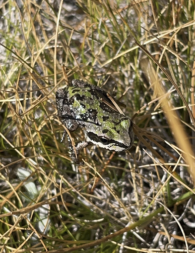 iNaturalist observation photo of Pacific chorus frog