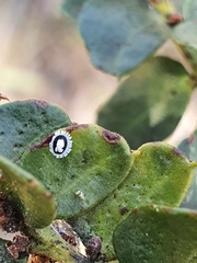 Pseudozaphanera wariensis