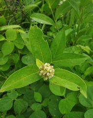 Leucoblepharis subsessilis