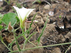 Convolvulus natalensis