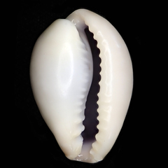 Erronea subviridis