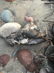 Pelecanoides garnotii