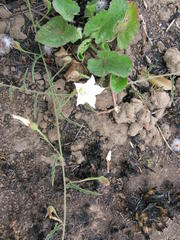 Convolvulus natalensis