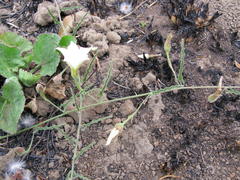 Convolvulus natalensis