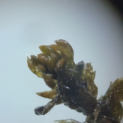 Sphagnum platyphyllum