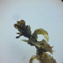 Sphagnum platyphyllum