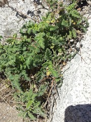 Phacelia rupestris