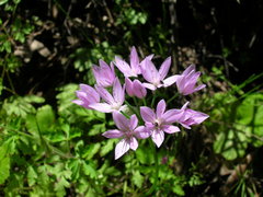 Allium unifolium