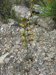 Tritoniopsis parviflora parviflora