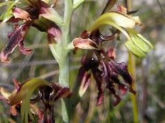 Tritoniopsis parviflora parviflora