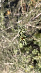 Ceanothus papillosus