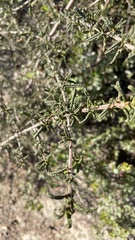 Ceanothus papillosus