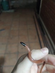 Apostolepis ambiniger